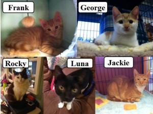 5 Adopted Kitens