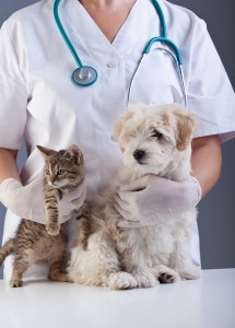 bigstock-Animal-doctor-closeup-with-pet-45732859-2
