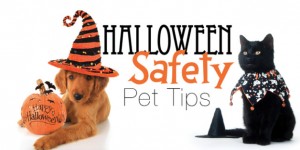 A Pet Safe Halloween Is A Happy Halloween | STARelief